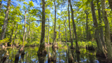 Bald Cypress Trail