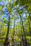 Bald Cypress Trail