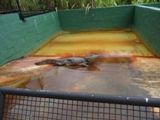 Ferme aux alligators