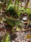 Iguane - Key West