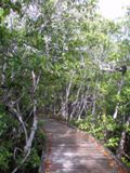 Mangrove Trail - John Pennekamp Coral Reef State Park