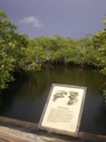 Mangrove Trail - John Pennekamp Coral Reef State Park