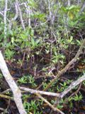 Mangrove Trail - John Pennekamp Coral Reef State Park