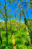 Fossil Butte Nature Trail
