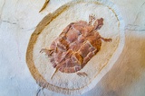 Fossil Butte National Monument