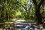Wormsloe Historic Site Trail