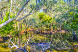 Wormsloe Historic Site Trail