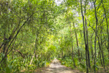 Wormsloe Historic Site Trail