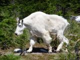 Une chèvre des montagnes