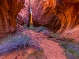 Photos/Images de Gold Butte National Monument