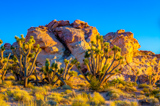 Photos/Images de Gold Butte National Monument