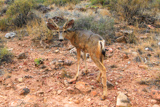 Sur Bright Angel Trail