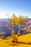 Rim Trail
