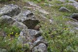 Une marmotte