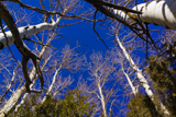 Montville Nature Trail