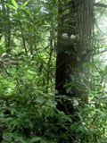 Chimney Tops Trail