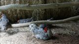 Mountain Farm Museum