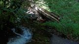 Loop Trail - Juney Whank Falls