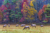 Elks &agrave; Cataloochee