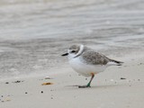 Photos/Images de Gulf State Park