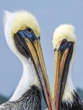 Pélicans