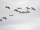 Pélicans