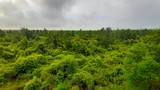 Gulf State Park