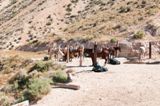 Mules à Hualapai Hilltop