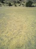 Twenty Mile Dinosaur Trackway