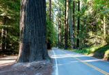 Avenue of The Giants