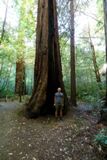 Homestead and Big Tree Loop