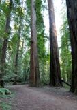 Homestead and Big Tree Loop