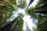 Humboldt Redwoods State Park