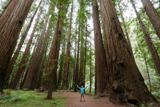 Humboldt Redwoods State Park