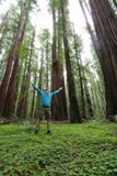 Rockefeller Forest