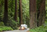 Avenue of The Giants
