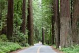 Humboldt Redwoods State Park
