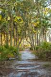 Hunting Island Trails