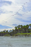 Hunting Island Beach