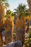Palm Canyon