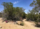 Palm Canyon