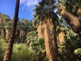 Palm Canyon