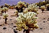 Cholla Cactus Garden
