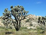 Joshua Tree NP