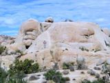 Joshua Tree NP
