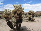 Joshua Tree National Park