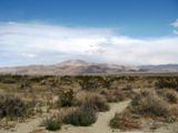 Photos/Images de Joshua Tree National Park