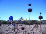 Fleurs dans le désert