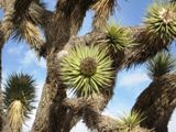 Fleur de Joshua Tree