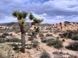 Joshua Tree en fleur